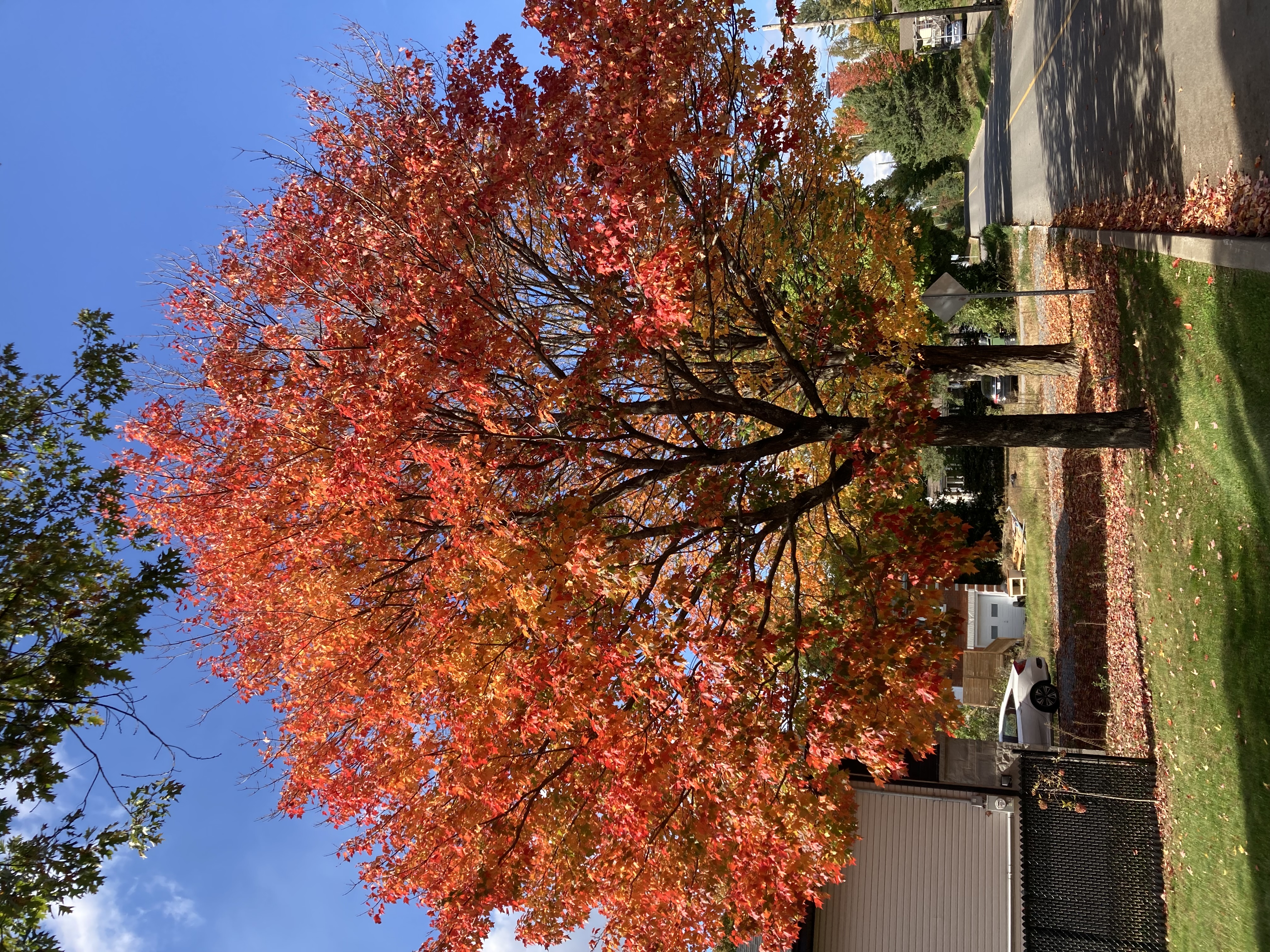 The Autumn Cometh
